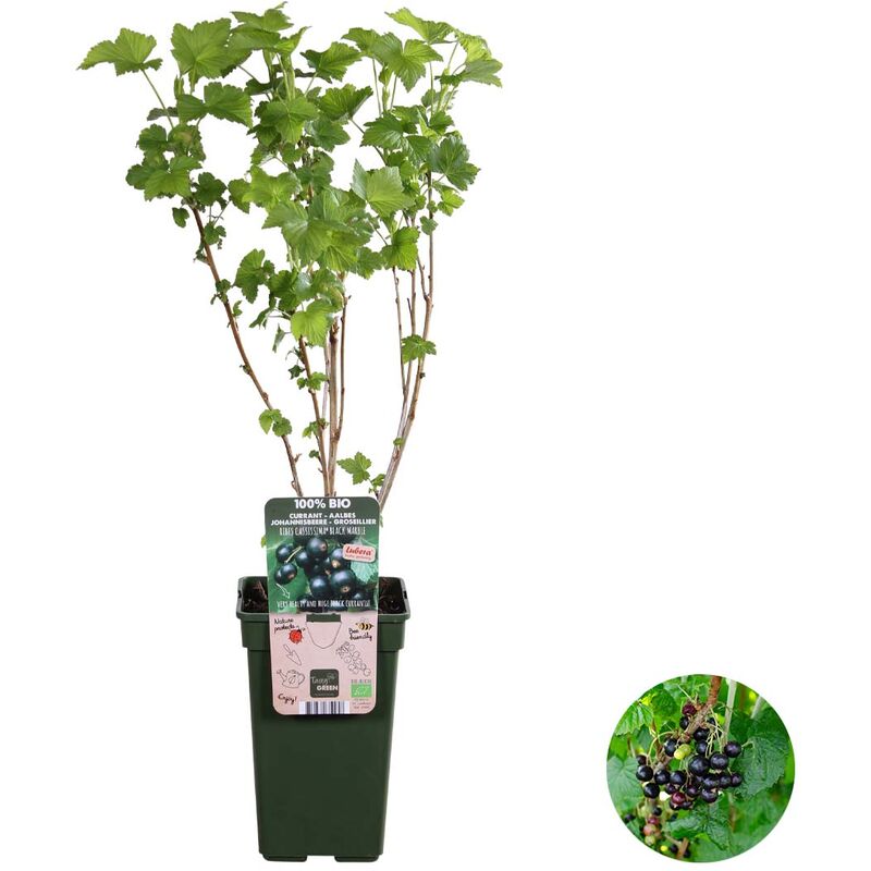 Bloomique - Ribes nigrum `Black Marble' – Groseille – Arbre fruitier – Facile d'entretien - ⌀19 cm - ↕45-55 cm - Green