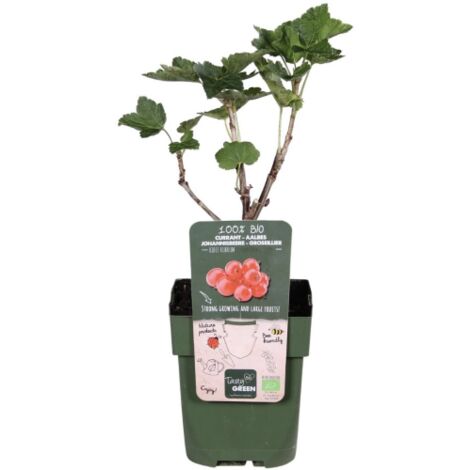Ribes rosso "Ribes rubrum" frutti di bosco pianta in vaso 16 cm