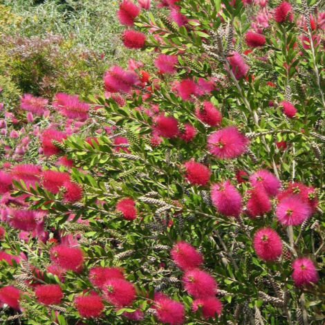 Rince-bouteille vinimalis Hot Pink® KK01