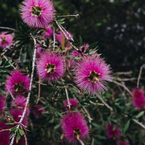 Rince-bouteilles Violaceus, Callistemon/Pot de 7,5L - 60/80 cm