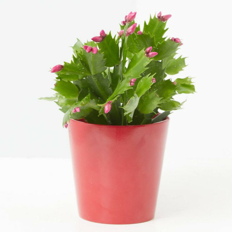 

RIPSALIS DE FLOR - Maceta diámetro 9cm