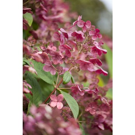 Rispenhortensie 'Early Sensation'® Hydrangea paniculata 'Early Sensation' C 100- 125