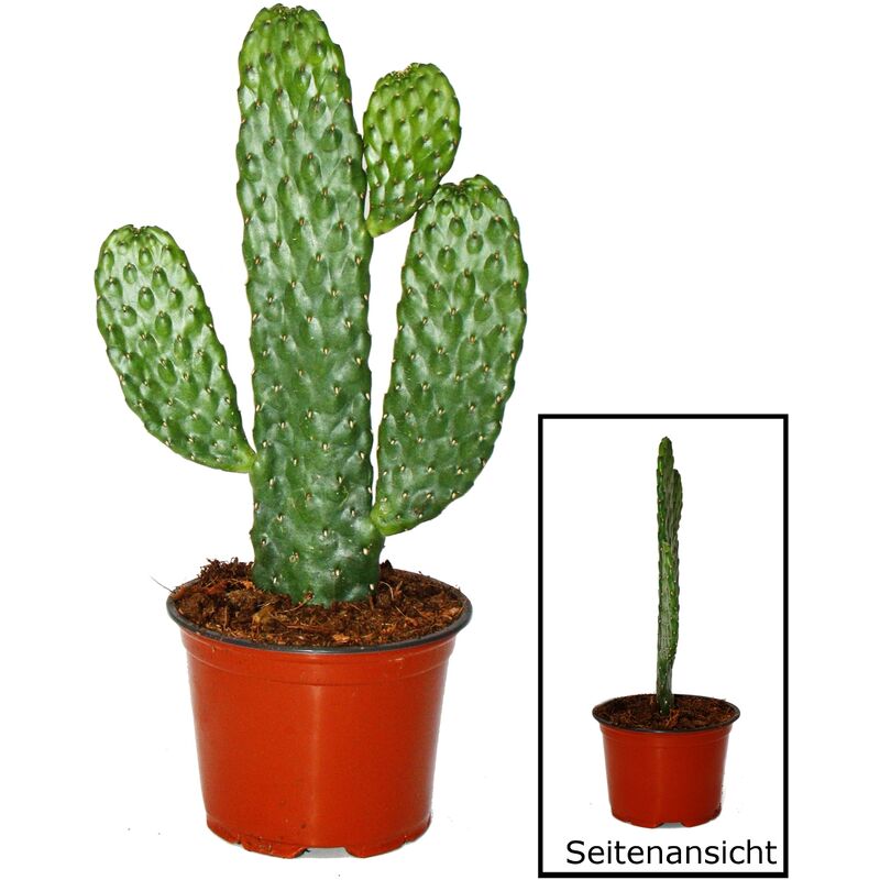 Exotenherz - Road Kill Cactus - Consolea rubescens - Cactus à oreilles plates - Pot 12cm