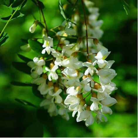 PÉPINIÈRES NAUDET Robinier Faux Acacia (Robinia Pseudoacacia)