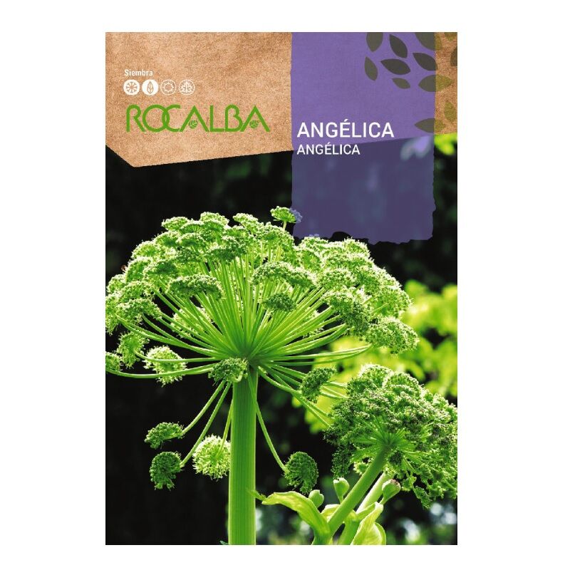 Rocalba - angelica sac graines 1g