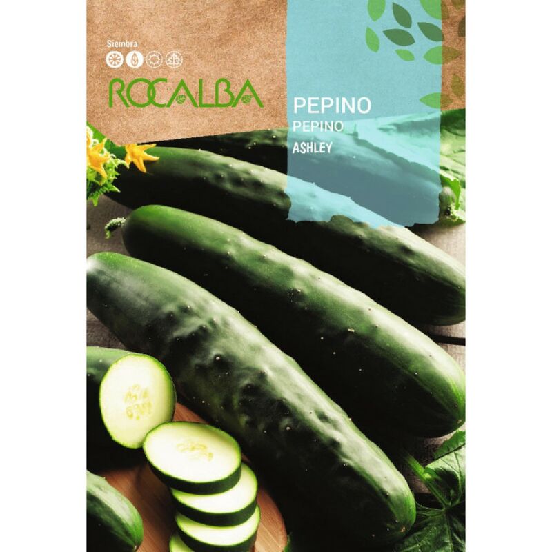 Seed Cucumber Ashley 500G - Rocalba