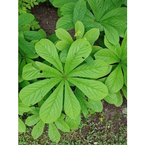 Rodgersia à feuilles de marronnier Godet de 8/9 cm