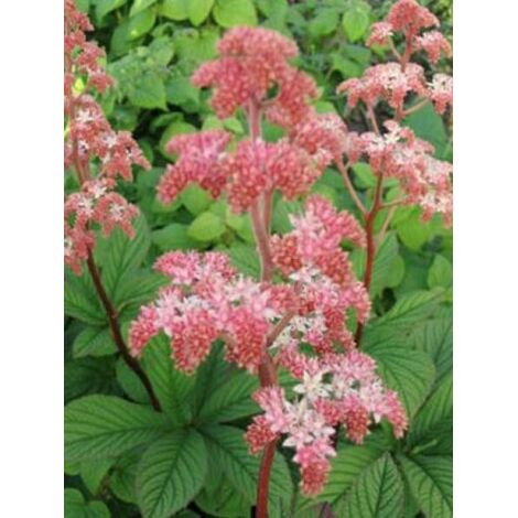 Rodgersia henrici Godet de 8/9 cm