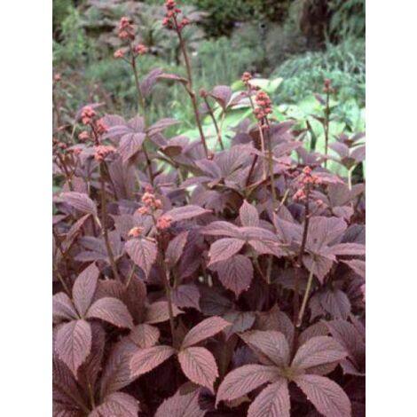 Rodgersia pinnata 'Chocolate Wings' Godet de 8/9 cm