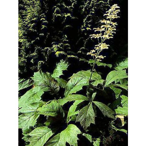 Rodgersia pinnata Godet de 8/9 cm
