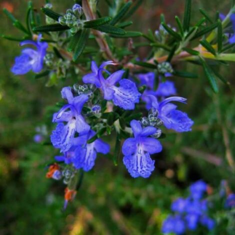 Romarin Commun de Corse (Rosmarinus Officinalis 'Corsican Blue')