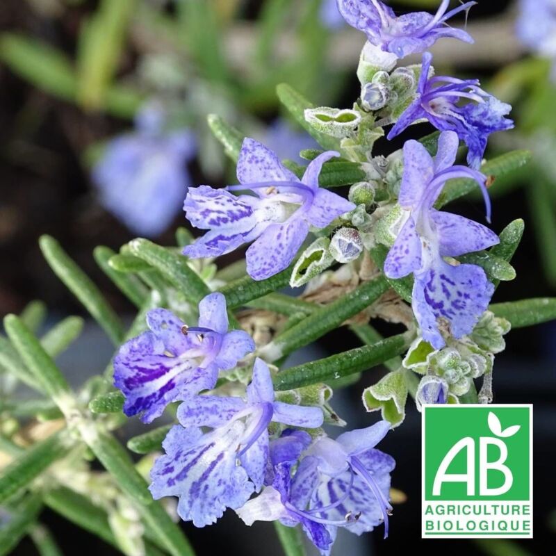 Romarin Corse rampant BIO/Lot de 5 godets