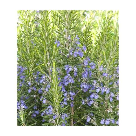 ROMARIN - LOT DE 2 GODETS - HERBES AROMATIQUES
