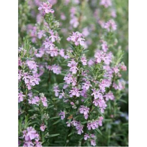Romarin officinal 'Majorca Pink' Godet de 8/9 cm