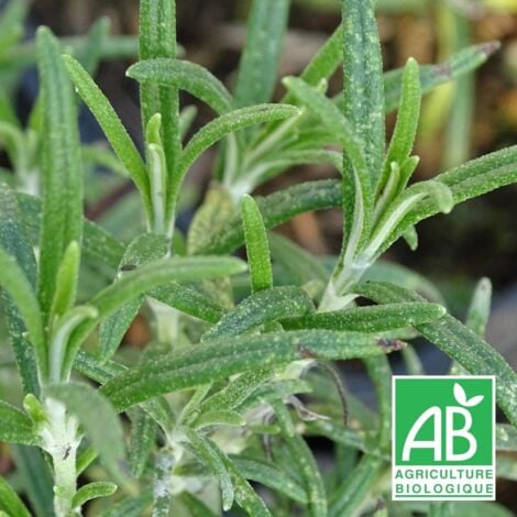 Romarin officinalis BIO