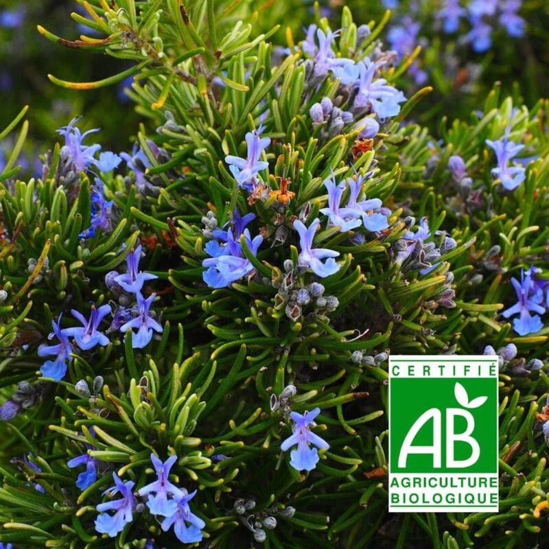 Romarin officinalis Pointe du Raz BIO/Lot de 9 godets