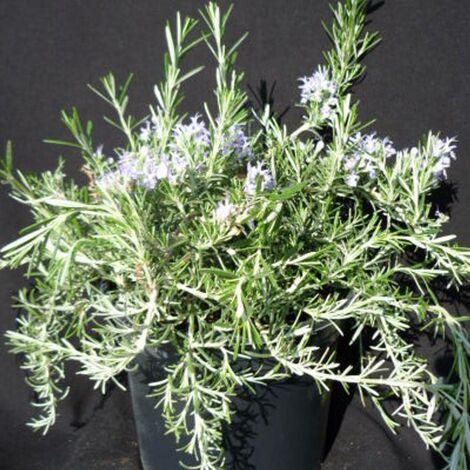 Romarin officinalis Pointe du Raz