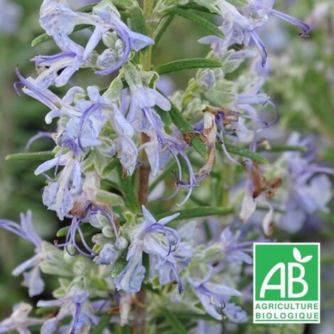 Romarin officinalis Sardaigne BIO/Godet