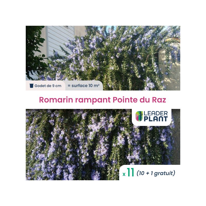 Leaderplantcom - 11 Romarin rampant Pointe du Raz en godet pour une surface de 10m²