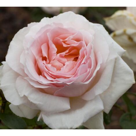 ROSA ANDRE’ LE NOTRE® Meiceppus