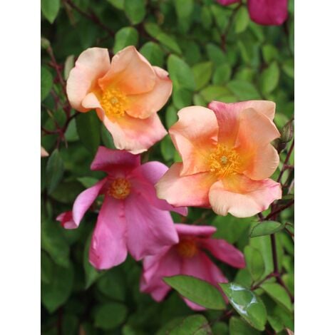 Rosa cinese "Rosa chinensis mutabilis" pianta di rose in vaso 7X7 cm