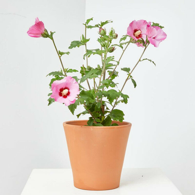 

Verdecora - ROSA DE SIRIA - Maceta 3 litros