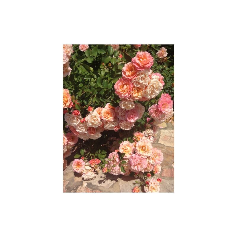 Image of Vivaio Di Castelletto - Rosa 'Kordes Rosen' Cubana pianta di rose tappezzante in vaso 19 cm