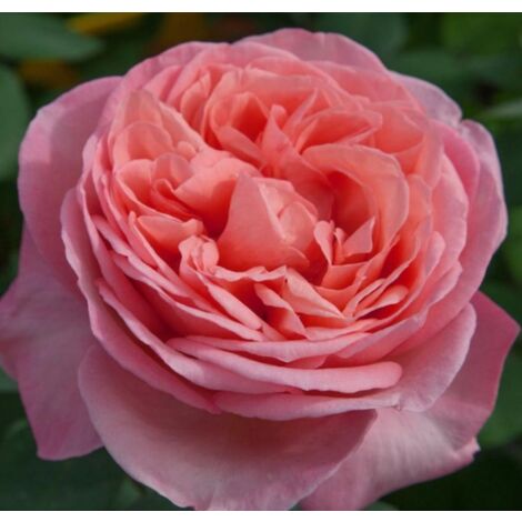 Rosa Mademoiselle MEILLAND ® Meinostair