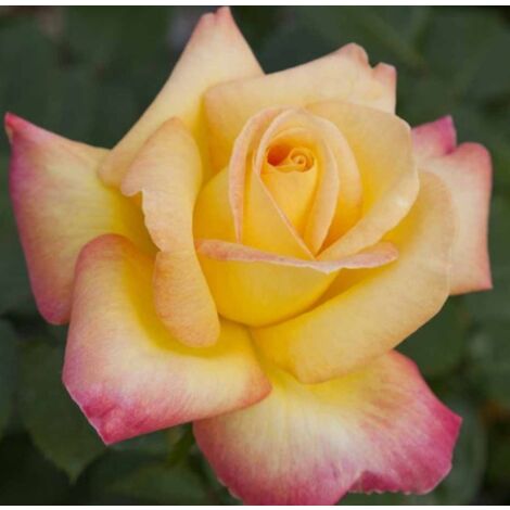Rosa Oriental PEACE ® Baipeace