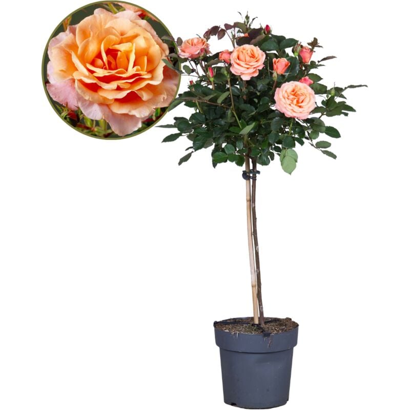 Plant In A Box - Rosa Palace 'Catherine' - Rosier sur tige - Orange - ⌀19 cm - Hauteur 80-100 cm - Orange