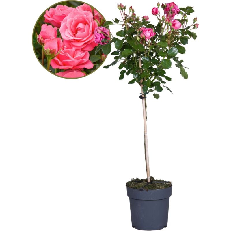 Plant In A Box - Rosa Palace Topkapi - Rosier standard vivace - Pot 19cm - Hauteur 80-100cm - Rose