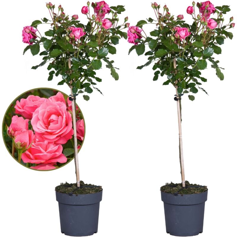 Rosa Palace 'Catherine' - Rosier sur tige x2 - Rose - ⌀19cm - Hauteur 90-100cm - Rose
