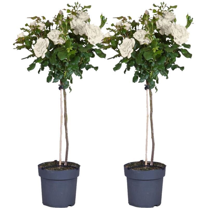 Rosier sur tige - Set de 2 - Rosa palace 'Kailani' - Hauteur 80-100cm - ⌀19cm