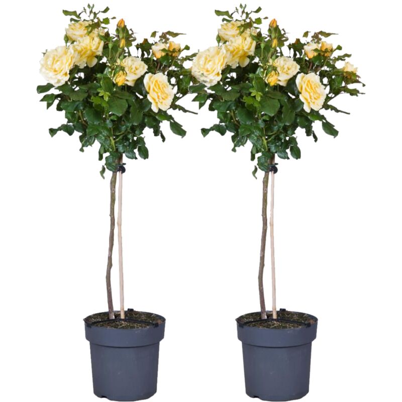 Rosier sur tige - Set de 2 - Rosa palace 'Mysore' - Hauteur 80-100cm - ⌀19cm