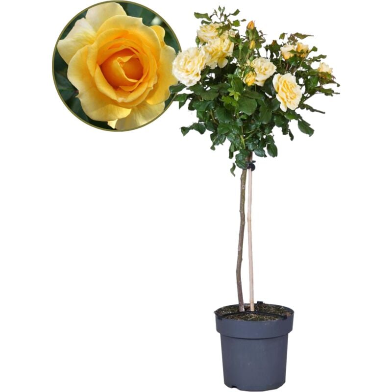 Plant In A Box - Rosa Palace 'Mysore' - Sur tige - Fleur jaune - Pot 19cm - Hauteur 80-100cm - Jaune