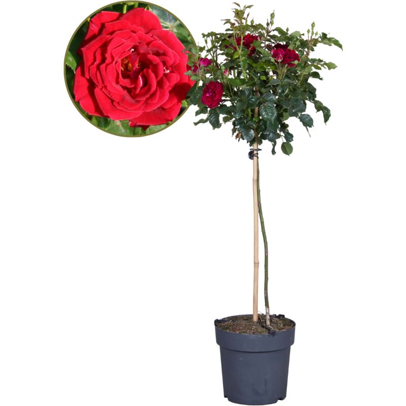 Rosier sur tige - Rosa palace 'Pride' - Hauteur 80-100cm - ⌀19cm