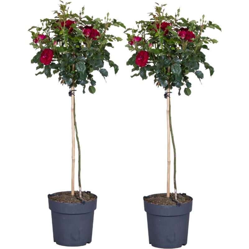 Rosier sur tige - Set de 2 - Rosa palace 'Pride' - Hauteur 80-100cm - ⌀19cm