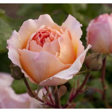 Rosa PRINCESSE CHARLENE DE MONACO ® Meidysouk