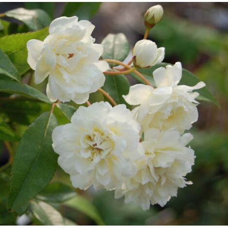 Rosa rampicante Bianca "Banksiae Alba Plena" pianta di rose rifiorente in vaso  9 cm