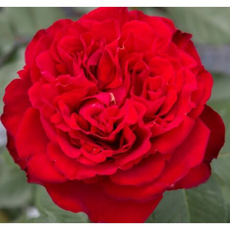 Rosa TRAVIATA ® Meilavio