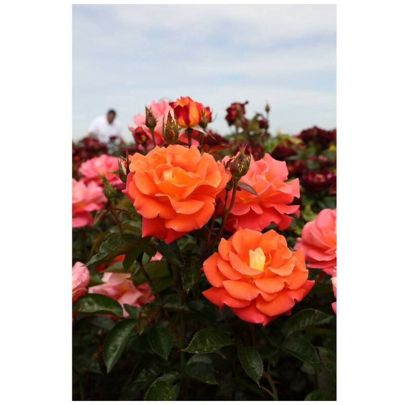 

Rosal Floribunda 2L Naranja Daniel Gelin