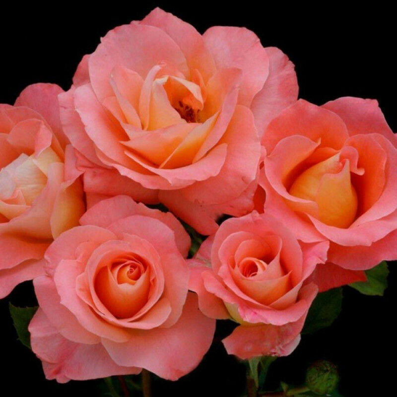 

Rosal Gf 2L Rosa Sea Pearl
