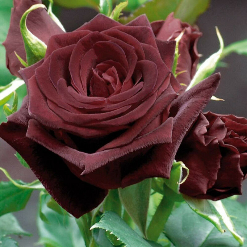 

Rosal Grandiflora Rojo Oscuro Black Baccara