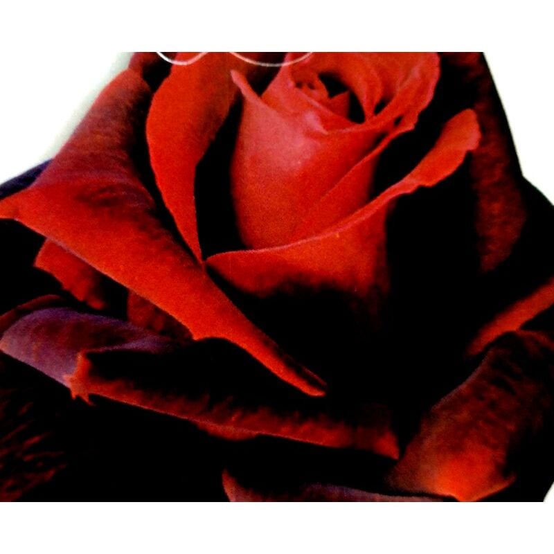 Planta Rosal Perla Negra. Rosa Rojo Oscuro. 40 - 50 Cm