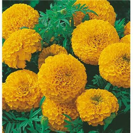 ROSE D'INDE JAUNE - 0.3 G - GRAINES DE FLEURS