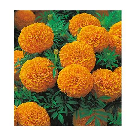 Rose d'Inde orange – Graines de fleurs – Poids 0.3 g – Fleurs grandes et colorées pour massifs ensoleillés – Hauteur 30 cm – Fabre Graines