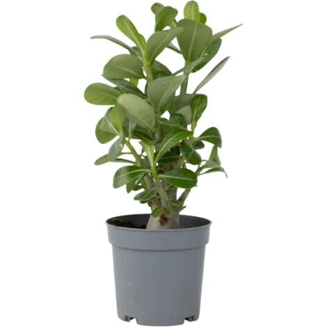 Rose du désert - Adenium obesum - Hauteur 25-40cm - ⌀10,5cm