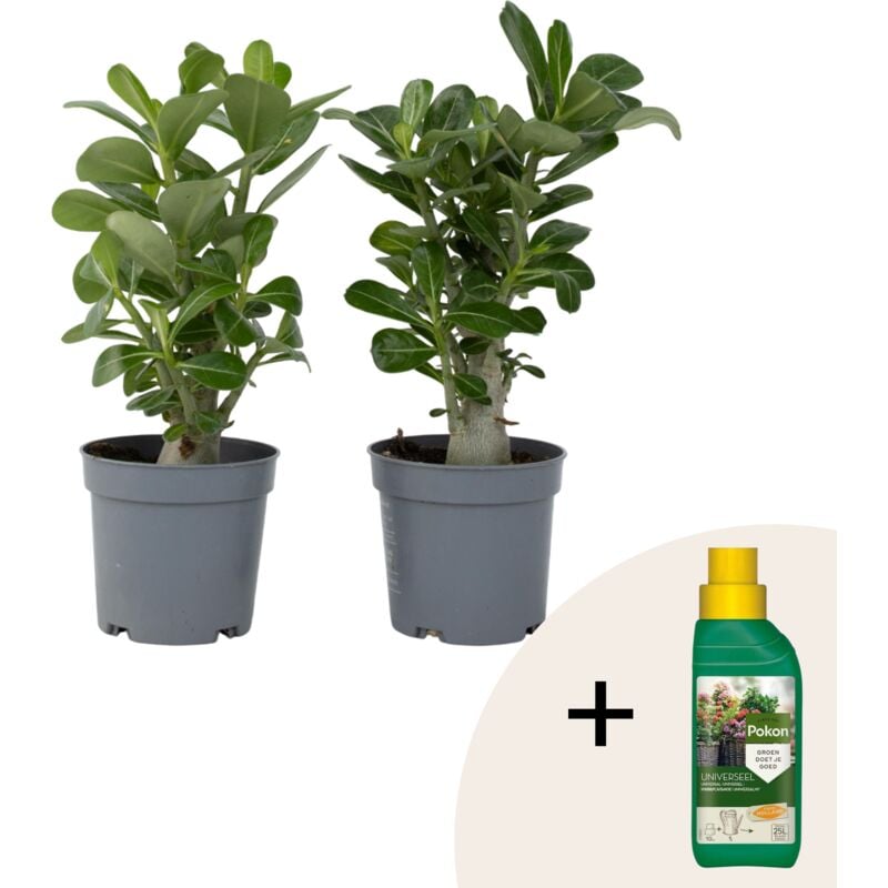 Plant In A Box - Rose du désert - Set de 2 - Adenium obesum - Hauteur 25-40cm - ⌀10,5cm