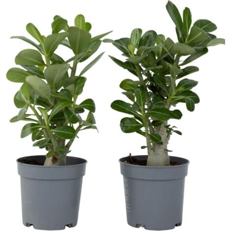 Rose du désert - Set de 2 - Adenium obesum - Hauteur 25-40cm - ⌀10,5cm