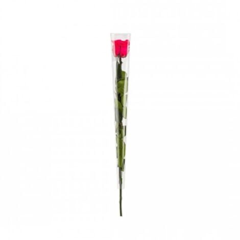 Rose en tige stabilisée Coloris fuschia